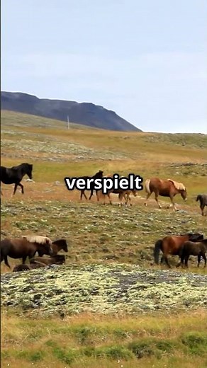 🐴 The Icelandic horse: The only horses that can do THESE gaits!