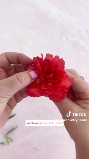 Transform Carnations Into Peonies: A Simple DIY Tutorial