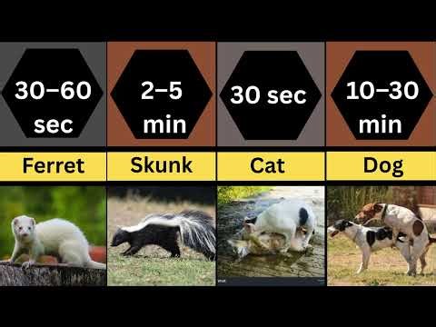 How Long Do Animals Mate? | Animal vs Human Mating Duration
