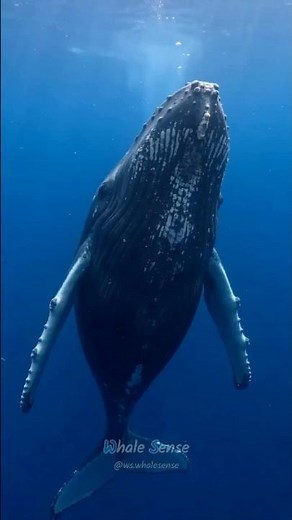 The haunting song of a humpback whale 🌊