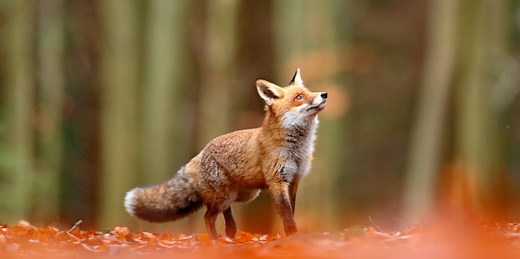 Fox Symbolism & The Spiritual Meanings Of Seeing A Fox