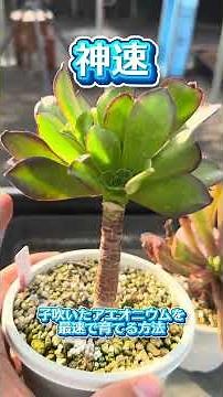 How to grow Aeoniums at lightning speed 💖Whether you do it or not is up to you🫵✨How to grow Aeoniums