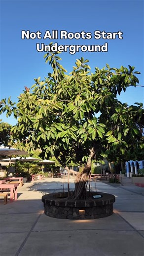 Josh Gardens | If you’ve seen these aerial roots before, I’d love to know 👀🌳 These are aerial roots on a banyan ficus 🌱 They grow down from the branches,... | Instagram