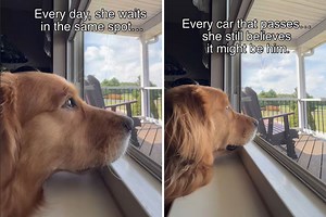 Tears as loyal dog waits by window each day for owner who'll never return
