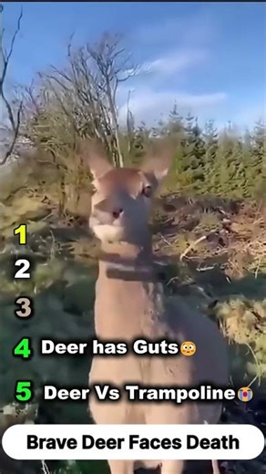 Top 5 Deer Hunting Fails 😂 #shorts #hilariousfails