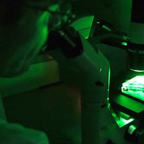 Video: Measurement of BK-polyomavirus Non-Coding Control Region Driven Transcriptional Activity Via Flow Cytometry