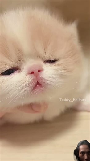Tiny Paws Tickle Attack! 🧸😻💕 #cat​ #cute​ #cats​ #kitten​