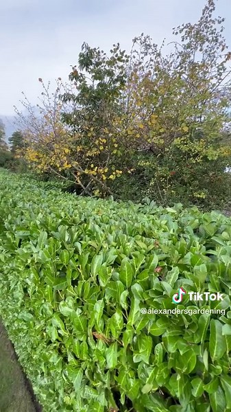 Prunus Laurocerasus Hedge Trim for Winter | Gardening Tips