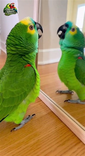 Amazon Parrot Meets Himself in the Mirror 😂🪞