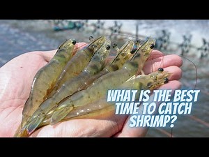 What is the best time to catch shrimp?Good Time To Catch Shrimping
