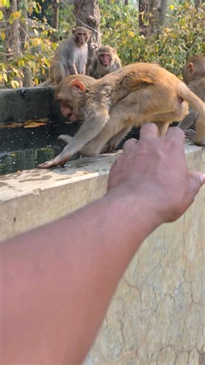 When monkeys suddenly try to scare me. #theboss #funnyanimal #animals
