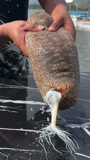 Giant Sea Cucumber: The Belly Was Full of THIS!