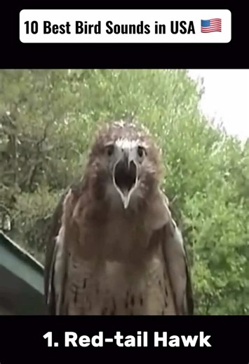 10 Best Bird Sounds in USA 🇺🇸🦅 #birdsoftiktok #usa_tiktok #amazinganimals #americaneagle #animalkingdom