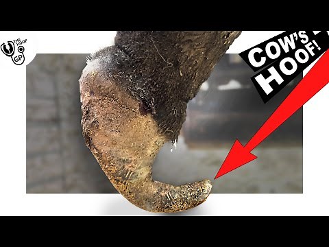 HUGE, OVERGROWN & CURLY COWS HOOF