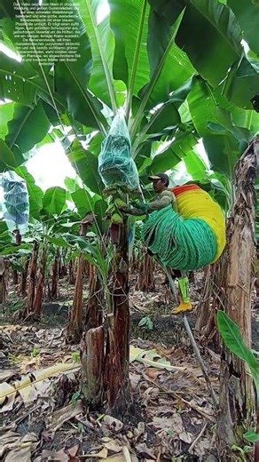 Wie eine Plastikhülle die Tropenfrucht vor Insekten und Wetter schützt