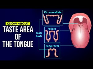 TASTE AREA OF THE TONGUE(Gustatory Receptor) | TASTE SENSATION & DISTRIBUTION OF TASTE CELLS