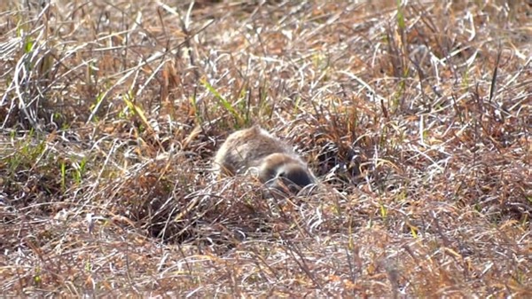 自然 动物 - Free video on Pixabay