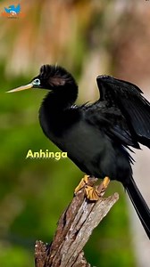 3.4K views · 130 reactions | Meet the Most Colorful & Unbelievable Birds You've Never Seen! Indian Paradise Flycatcher, Toucans, Fairywrens & More! #BirdLovers #NatureMagic #WildlifeWonders #naturetweeters | Nature-Tweeters | Facebook