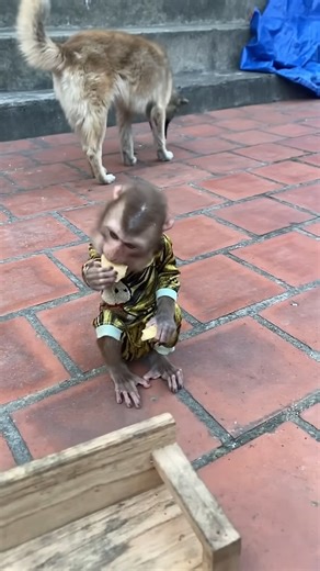 13K views · 286 reactions | Baby monkey and cute dog. #monkey #love #animals | Monkey Family | Facebook