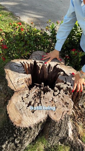 Termites don’t just target your home, they go after your trees too. 🌳🐛 Once they get inside, they hollow the tree from the core, weakening it until it falls all of a sudden. This is a serious safety hazard for homes, cars, playgrounds, parks, and anyone walking nearby. Regular tree inspections and preventive treatments can stop hidden infestations before they turn into dangerous situations. Protect your property and your family!🌳🔍🏠