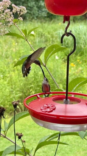 Hanging out with the hummingbirds. ❤️ We’ve surrounded this feeder with native plants that ruby-throated hummingbirds love, like coral honeysuckle (Lonicera sempervirens), hollow-stem Joe Pye weed (Eutrochium fistulosum), and scarlet beebalm (Monarda didyma). Hang out on one of our shaded porches, and you’re likely to spot some of these cuties before long! . . . . #hummingbird #rubythroatedhummingbirds #birds #birding #pollinatorgarden #hummingbirdgarden #hummingbirdfeeder #nativeplants #nativep