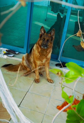 Omar Sweiss على TikTok