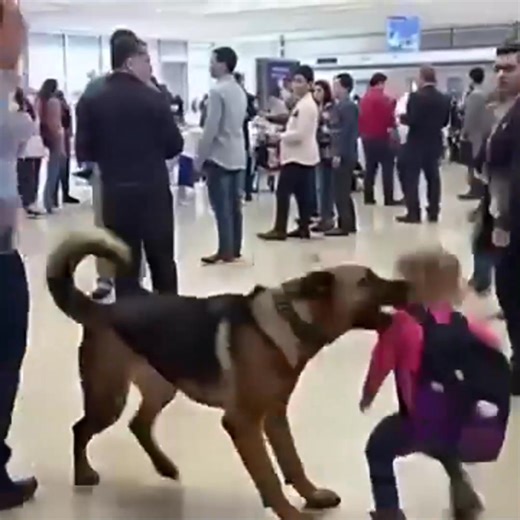 2K views | Security Dog Started Barking at a Child’s Backpack—What Was Inside Made the Whole Airport Go Silent Watch: see more | Amazing AGT USA | Facebook
