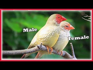 Tips for Keeping and Breeding STAR FINCHES, Aviary Birds