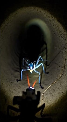 Camera on a Cricket – The Underground World Is Insane!