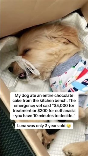 Dog health tips