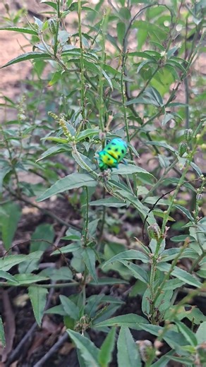 Flying Green Bug #Fly #green #bug