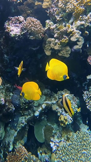 ​Stunning Yellow Butterflyfish exploring a vibrant Coral Reef! 🐠