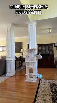 MINNIE MOUSE IS PREGNANT AGAIN! #youtubeshorts #funny #minniemouse #mickeyseems2funny