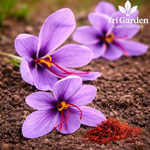 Saffron Crocus Bulbs 10 Pack | Crocus Sativus | Rare Spice Flower | Organic Bulbs - Etsy