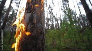dry burning tree close up, fire forest. rainforest trees on fire, drought and deforestation concepts. fire spread from burning tree, arson. killing wildlife. slash and burn deforestation