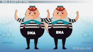 RNA Lesson for Kids - Video | Study.com