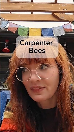 How to Deter Carpenter Bees