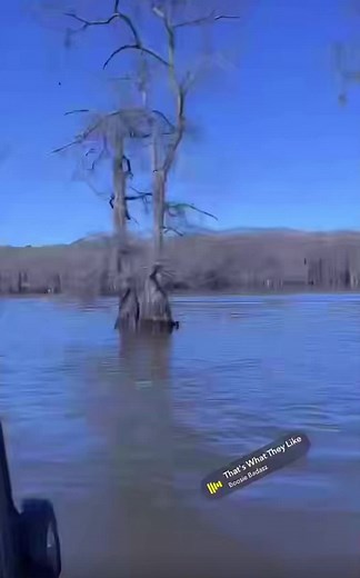 Bring a dog fishin #bass #bassfishing #fishing #fyp #dog #lab #cajuncruise