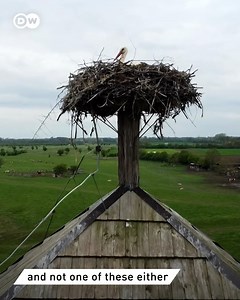 The allegedly most expensive cheese in the world comes not from France, but from Serbia. It’s called Pule, and made of milk that comes from a very special animal. 🧀🇷🇸 | DW Euromaxx
