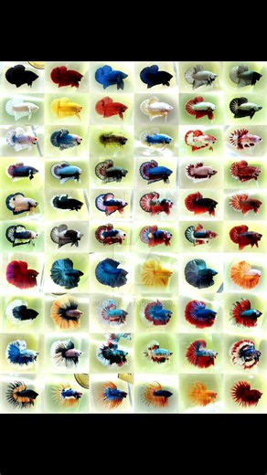 Types Of betta fish