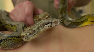 Close-up Snake Crawling On Person's Body Stock Footage SBV-338378277 - Storyblocks