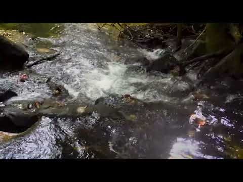 Stream Sounds with Soft Piano Music