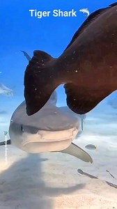6.9K views · 227 reactions | The ocean's ultimate apex predator,the tiger shark. 麗 With its unmistakable stripes and powerful presence, this deep-sea hunter patrols the reefs with grace and stealth. A true marvel of evolution, perfectly adapted for survival. #TigerShark #OceanPredator #Shark #Sharks #OceanPredator #MarineLife #SharkDiving #apexpredator #SharkEncounter #UnderwaterPhotography #WildlifeConservation #reelsfypシ #reelsviralシ | Scuba Diving Holidays | Facebook
