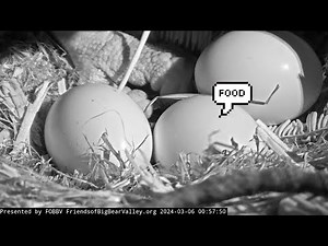 Zoom on eggs 🐣 Peep, peep💕Big Bear Bald Eagle / 00:57 / 2024-03-06