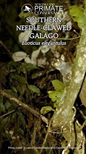 Southern Needle-Clawed Galago in 34 seconds—A bushbaby of many names