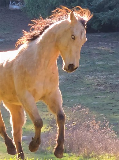 Explore Clicker Training for Horses in the Pasture