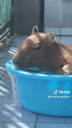 Exploring the World of Capybaras: Facts and Fun
