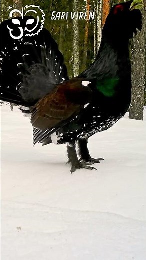Yksinäinen metso soidintaa - Lone Capercaillie Display #naturelovers #suomenluonto #finnishnature