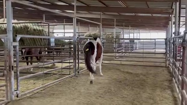 2.2K views · 74 reactions | REHOMED 2081 - Fancy Paint Stud To purchase please visit https://www.bowietexaslivestock.com/product-category/odwyer-horses/ ALL ANIMALS ARE AS IS & NON-REFUNDABLE! Call or text 940-257-8884 UPCOMING TRANSPORT- (dates are subject to change) Anywhere along I 40/ Bakersfield CA/Stockton CA 3/6/2024 Hillsboro KY 3/4/2024 North Carolina 3/6/2024 Florida Michigan | Bowie Texas Livestock Barn | Facebook