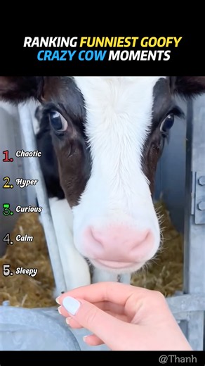 Ranking Funniest Goofy Crazy Cow Moments#Funny#Comedy